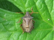 Spiked Shieldbug (Picromerus bidens)