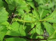 Unarmed Stick-insect (Acanthoxyla inermis) - green form