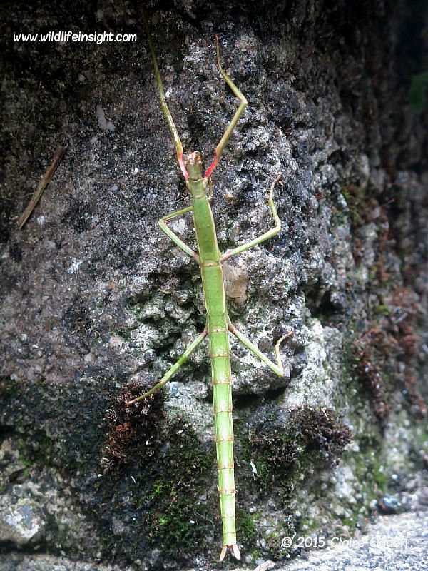 Unarmed Stick-insect (Acanthoxyla inermis) © 2015 Claire Ogden 