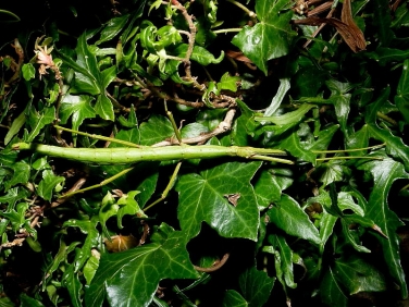 Unarmed Stick-insect (Acanthoxyla inermis) - green form