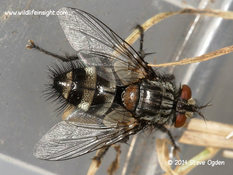 Parasitic fly  Exorista larvarum © 2014 steve ogden
