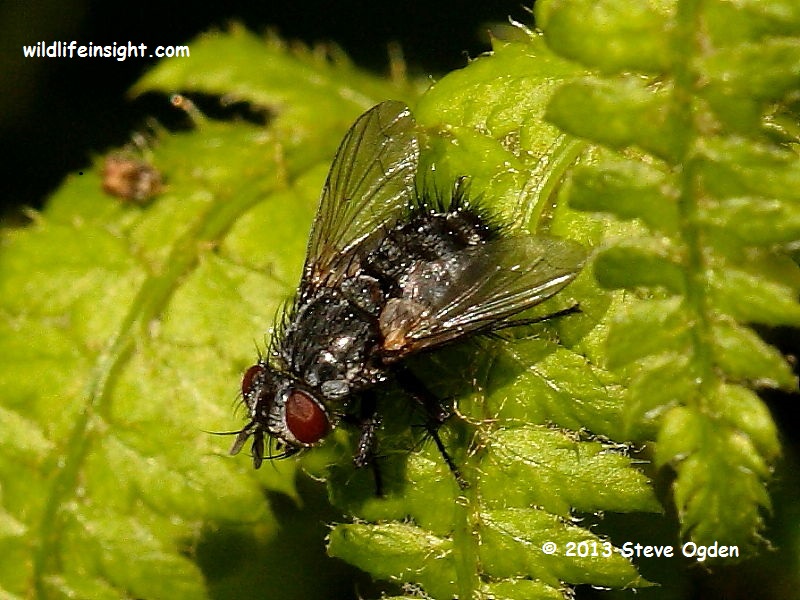 Tachinid fly seen on Small Tortoiseshell caterpillar web unconfirmed Phryxe vulgaria © 2013 Steve Ogden