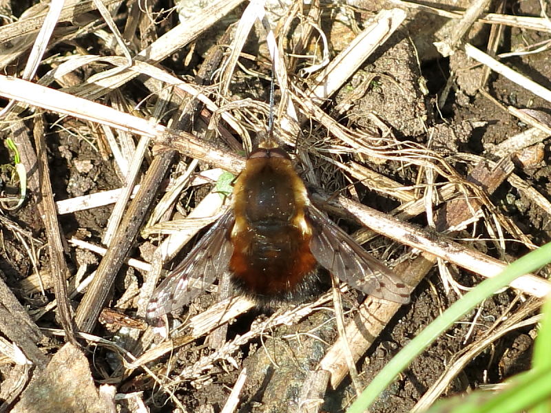  Dotted Bee Fly (Bombylius discolor) Dotted Bee Fly (Bombylius discolor) The Lizard Cornwall UK © 2014 Claire Ogden