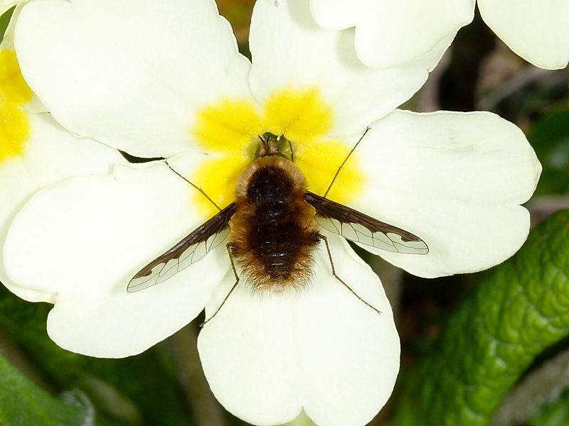 The Dark-edged bee fly (Bombylius major) feeding at a primrose flower Marsland Reserve Devon UK © 2010 Steve Ogden