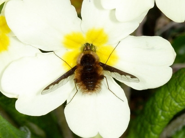 The Dark-edged bee fly (Bombylius major) feeding at primrose flower Marsland Reserve Devon UK © 2010 Steve Ogden