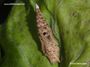 Emergent parasite hole in chrysalis © 2013 Steve Ogden