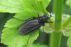British Flies