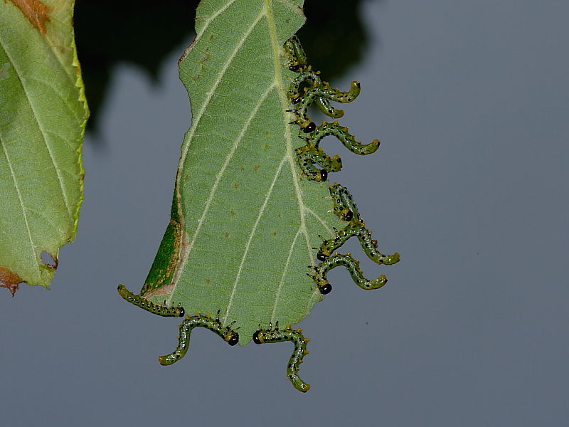 Craesus septentrionalis - caterpillar