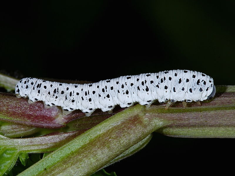 Figwort Sawfly (Tenthredo scrophulariae) - larva