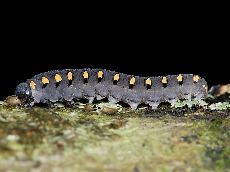 Tenthredo marginella - caterpillar