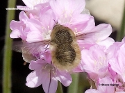 Western-Bee-fly-2878