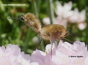 Western-Bee-fly-2881