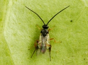Apanteles glomeratus - a common parasitic fly of the caterpillar of the Large White Butterfly