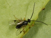 Apanteles glomeratus - a common parasitic fly of the caterpillar of the Large White Butterfly