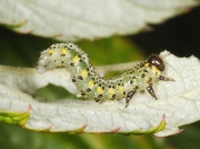 Sawfly caterpillar (arge gracilicornis) on raspberry leaf