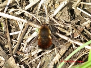 Dotted Bee Fly (Bombylius discolor) Dotted Bee Fly (Bombylius discolor) The Lizard Cornwall UK © 2014 Claire Ogden