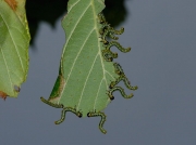 Craesus septentrionalis - larva