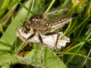 Dysmachus trigonus