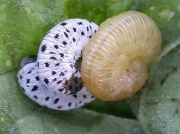 Fresh instar Figwort sawfly caterpillar (Tenthredo scrophulariae)