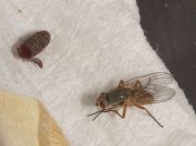 Spinach leaf mining fly and pupa