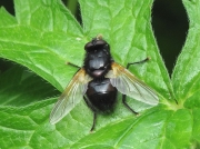 Noon Fly (Mesembrina meridiana)