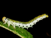 Rose sawfly caterpillar