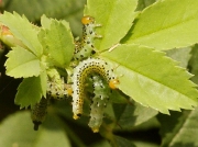 Rose sawfly caterpillars feeding on wild rose