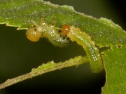 Rose sawfly early instar caterpillars