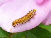 sawfly caterpillar on garden rose petal