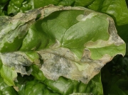 Spinach leaf mining fly larvae damage to leaves