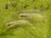 Spinach leaf mining fly larvae