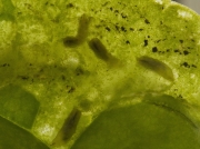 Spinach leaf mining fly larvae feeding signs