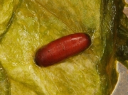 Spinach leaf mining fly pupa