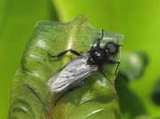 St Mark's Fly (Bibio marci) - male