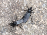 St Mark's Fly (Bibio marci) - pair