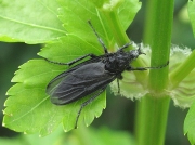 St Mark's Fly (Bibio marci) - female