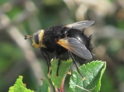Tachina grossa