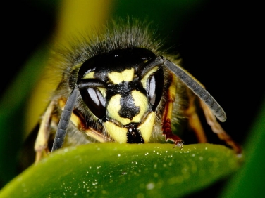Common Wasp (Vespula vulgaris) - face detail