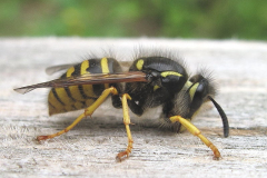 British Wasps