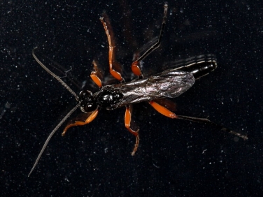 parasitoid wasp species