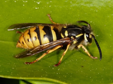 common-british-wasps-wildlife-insight