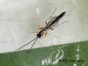 Ichneumon wasp parasitoid