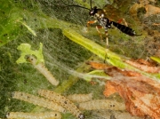 Parasitic ichneumon wasp trying to lay eggs through silk web of caterpillars