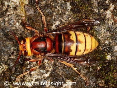 Hornet (Vespa crabro) largest wasp in the British Isles