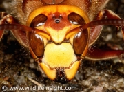Hornet (Vespa crabro) close up of head and antennae