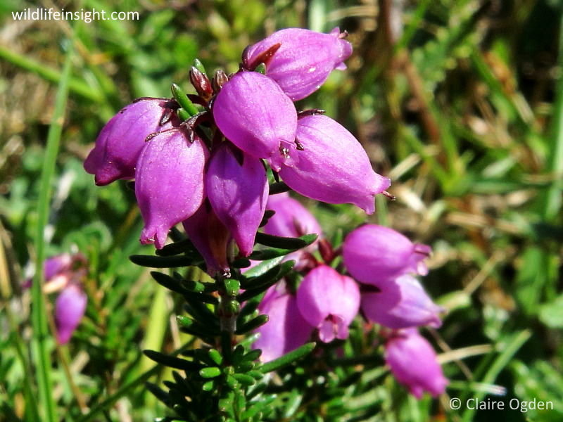Bell Heather (Erica cinerea) on the Lizard in Cornwall © Claire Ogden