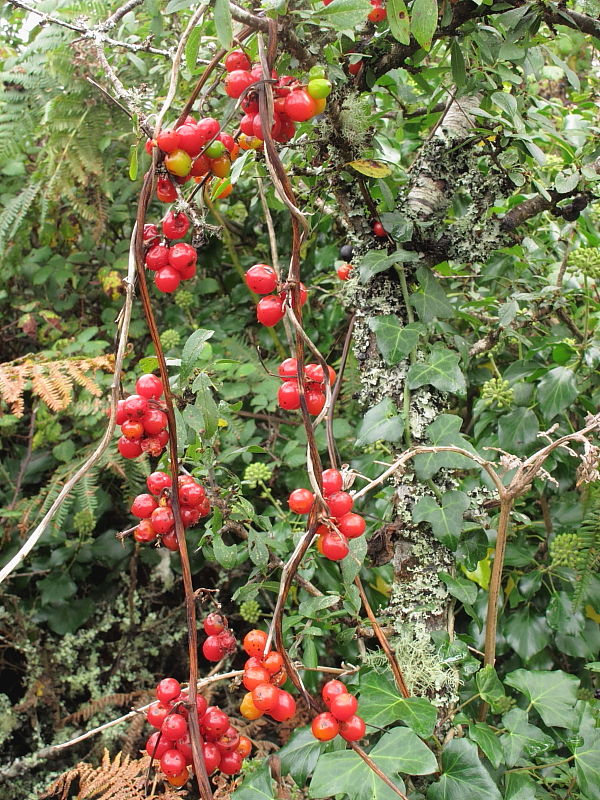 What's that string of bright red, waxy berries in the hedge