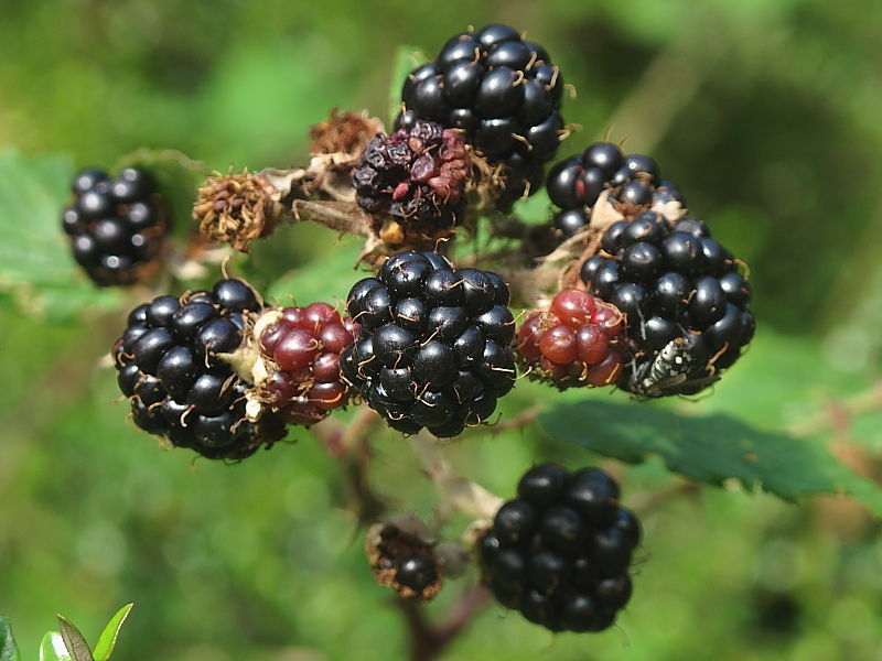 Bramble or Blackberry (Rubus fruticosus agg.) - fruit