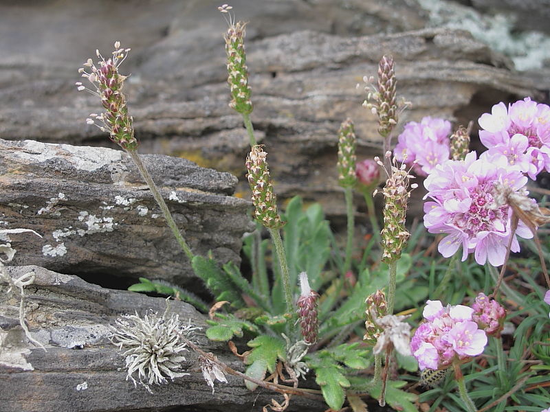 Buck's-horn Plantain (Plantago coronopus) with some Sea Thrift showing on the right © Claire Ogden