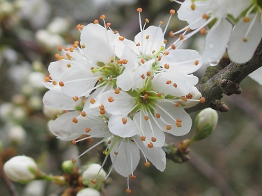 Blackthorn (Prunus spinosa)